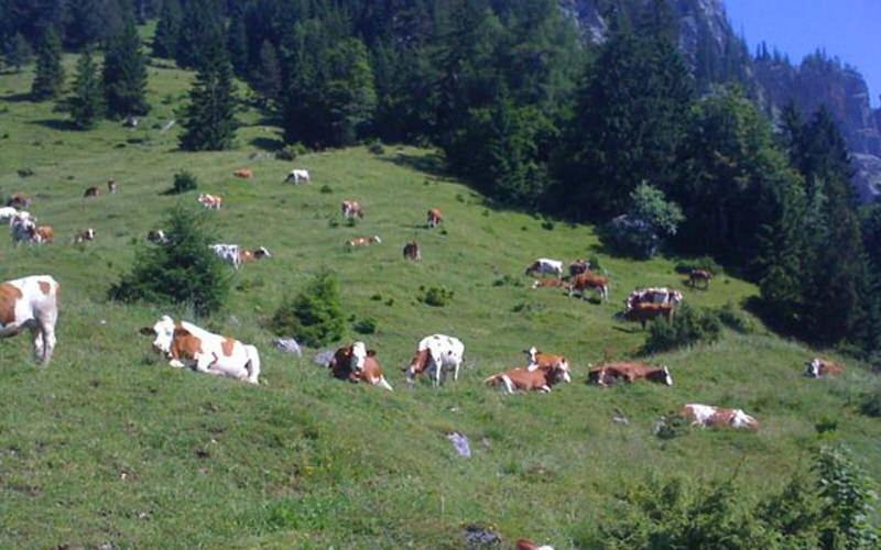 Gasthof Pension Alpenblick Radfeld المظهر الخارجي الصورة